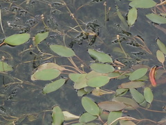 Potamogeton cheesemanii