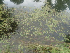 Potamogeton cheesemanii