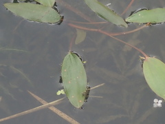 Potamogeton cheesemanii