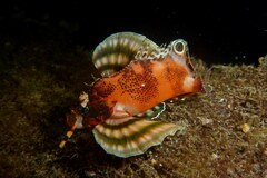 Dendrochirus biocellatus