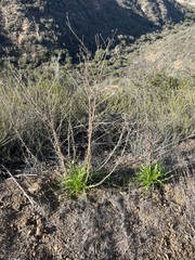 Malacothrix saxatilis