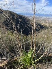 Malacothrix saxatilis