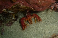 Enoplometopus occidentalis