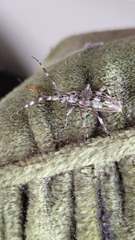 Hexatricha pulverulenta