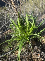 Malacothrix saxatilis