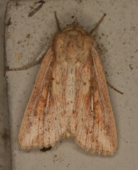 Mythimna ustata