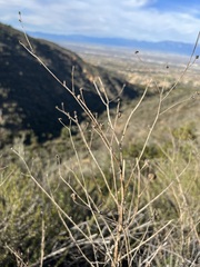 Malacothrix saxatilis