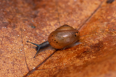 Mengoana jeschaui