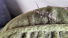 Hexatricha pulverulenta