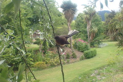 Rhipidura fuliginosa fuliginosa