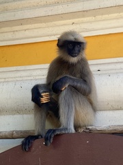 Semnopithecus hypoleucos