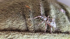 Hexatricha pulverulenta