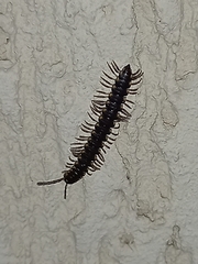 Chondromorpha xanthotricha