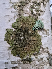 Melanohalea olivacea