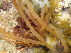 Splachnidium rugosum