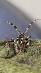 Hexatricha pulverulenta