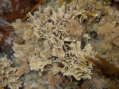 Arthrocardia corymbosa