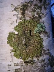 Melanohalea olivacea