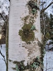 Melanohalea olivacea