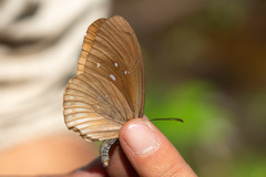 Euploea core