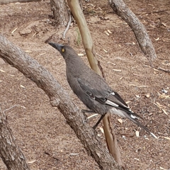 Strepera versicolor plumbea