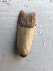 Tachystola stenoptera