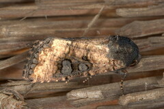 Omphalestra mesomelana