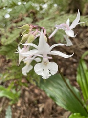 Calanthe arisanensis