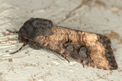 Omphalestra mesomelana