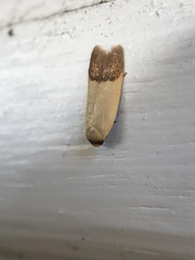 Tachystola stenoptera