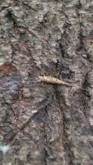 Nesomachilis