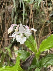 Calanthe arisanensis