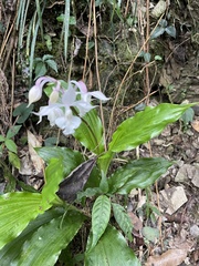 Calanthe arisanensis