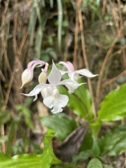 Calanthe arisanensis