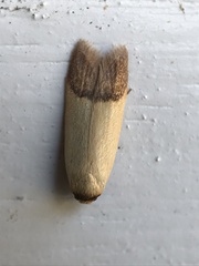 Tachystola stenoptera