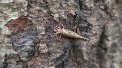 Nesomachilis