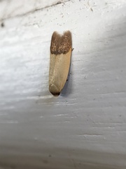 Tachystola stenoptera