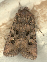 Tycomarptes inferior