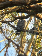 Lopholaimus antarcticus