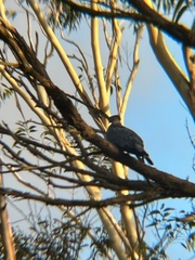 Lopholaimus antarcticus