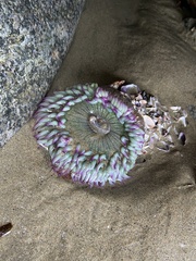Anthopleura sola