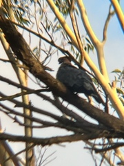 Lopholaimus antarcticus