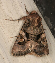 Tycomarptes inferior