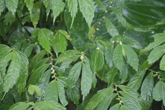 Elatostema lineolatum