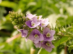Veronica anagallis-aquatica