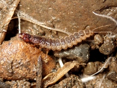 Carabidae