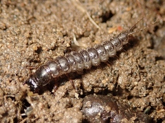 Carabidae