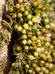 Venturiella sinensis