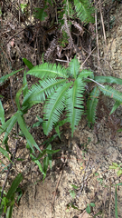 Dicranopteris linearis