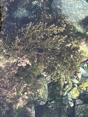 Cystoseira compressa